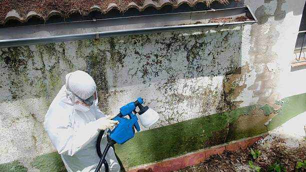 Trusted Mold Remediation service in Pierce, CO - Cheap Mold Removal